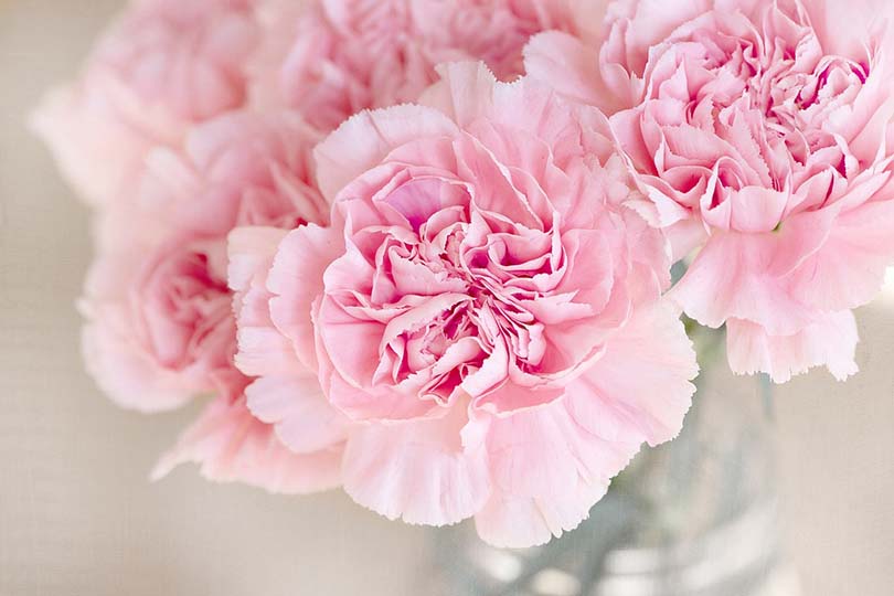 carnation