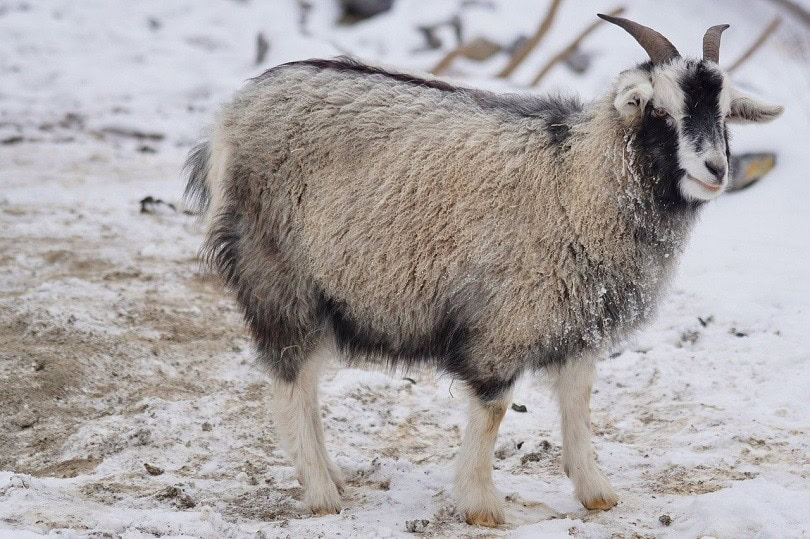cashmere goat-pixabay