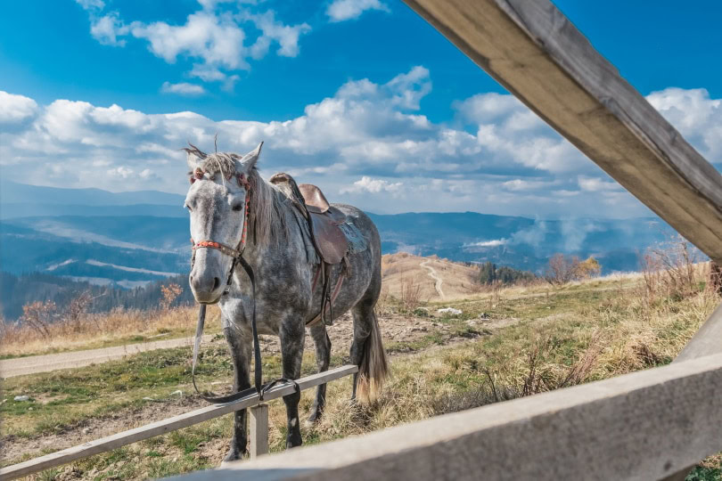 caspian horse