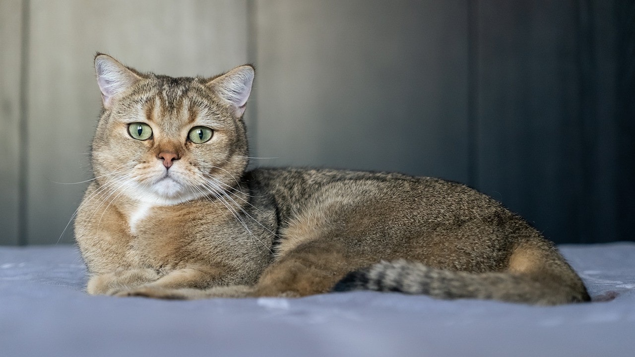 golden chinchilla cat