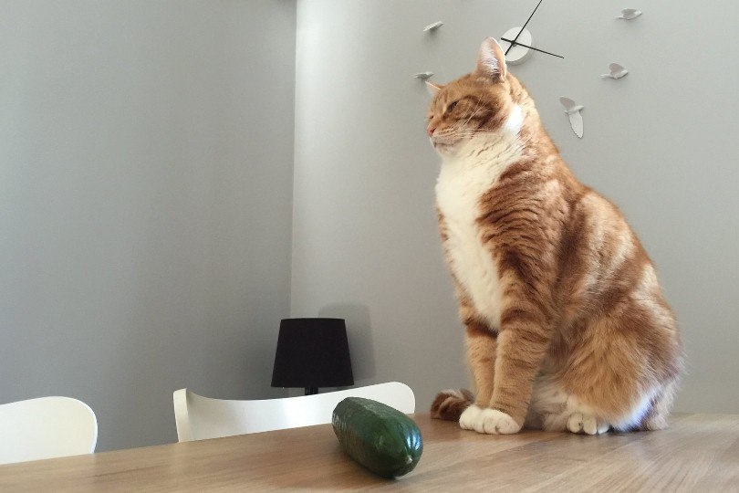 cat and cucumber on the table