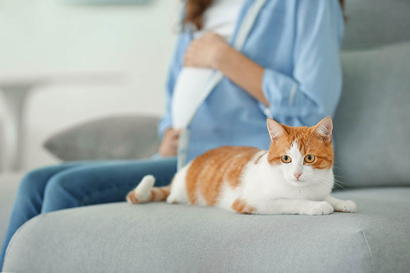 cat and pregnant woman sitting on the sofa