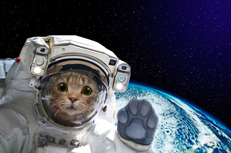 cat astronaut