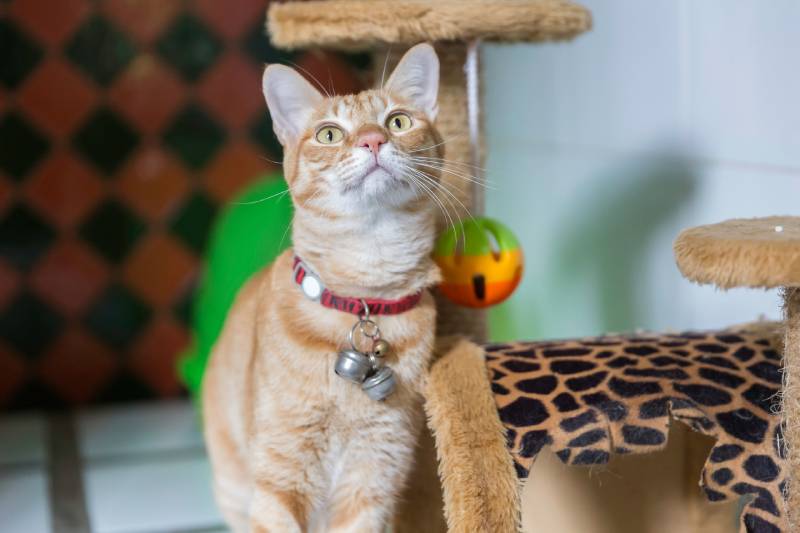 cat at a pet hotel looking upwards