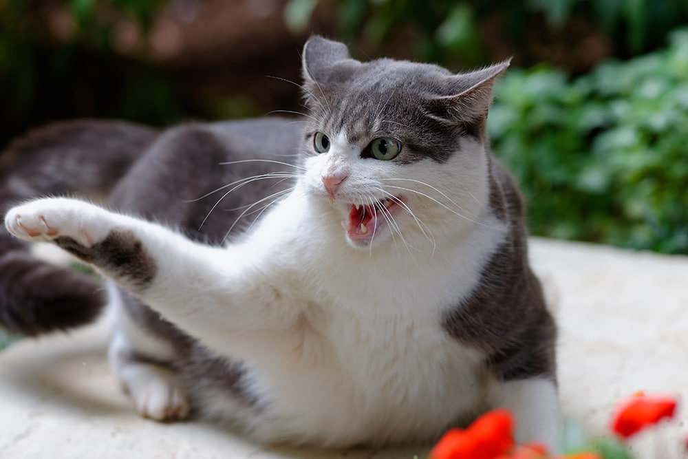 Cat attacking someone