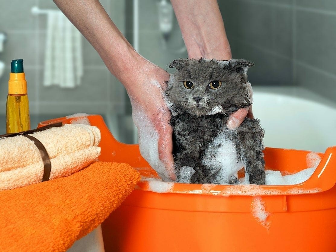 cat-bath_irina-kozorog_shutterstock-6306167