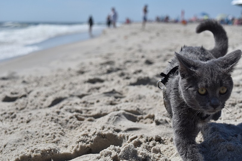 cat beach sand