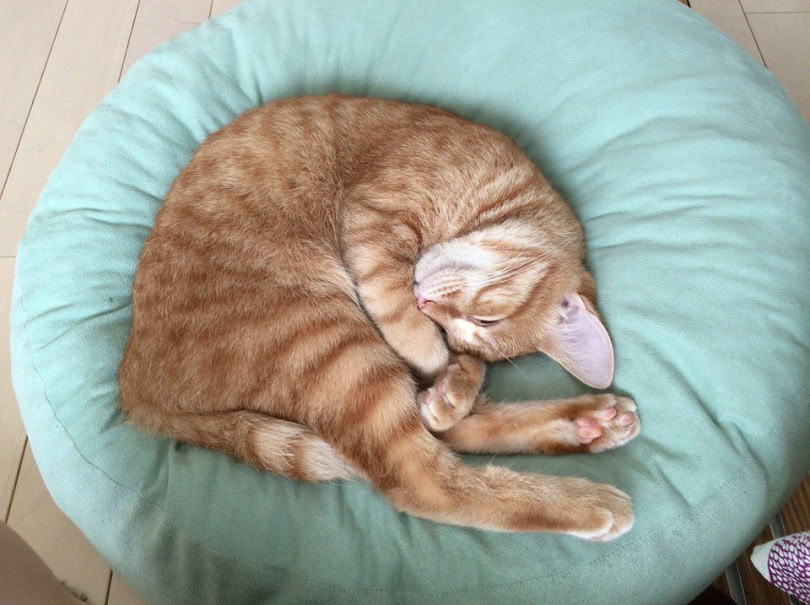 cat bed_pixabay