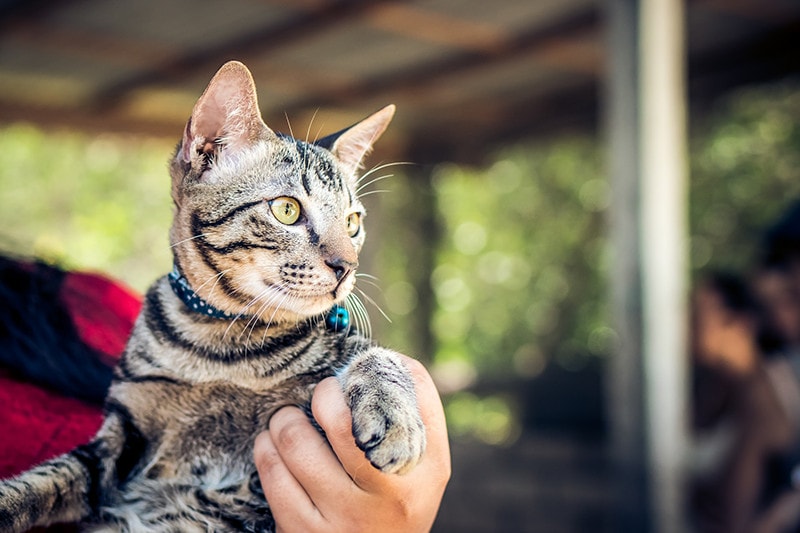 cat bell collar