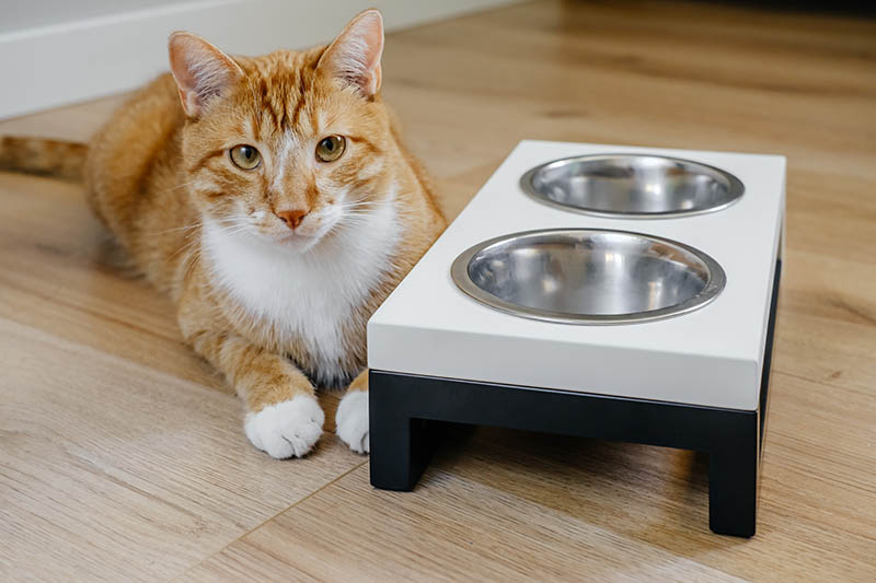 cat beside feeding station