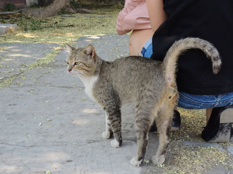 cat beside owner