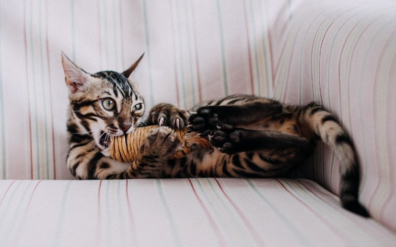 cat biting its toy on the couch