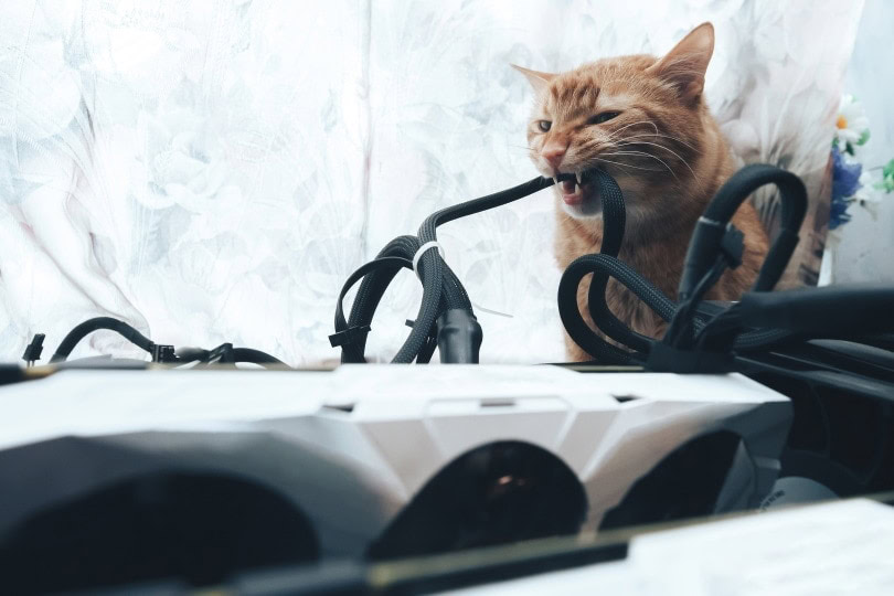 cat biting wires