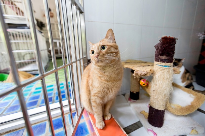 cat boarding at a pet hotel