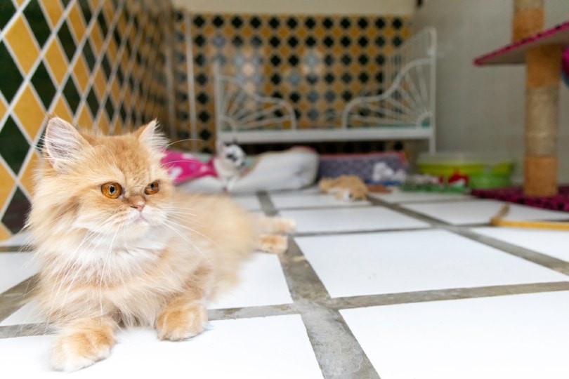 cat boarding