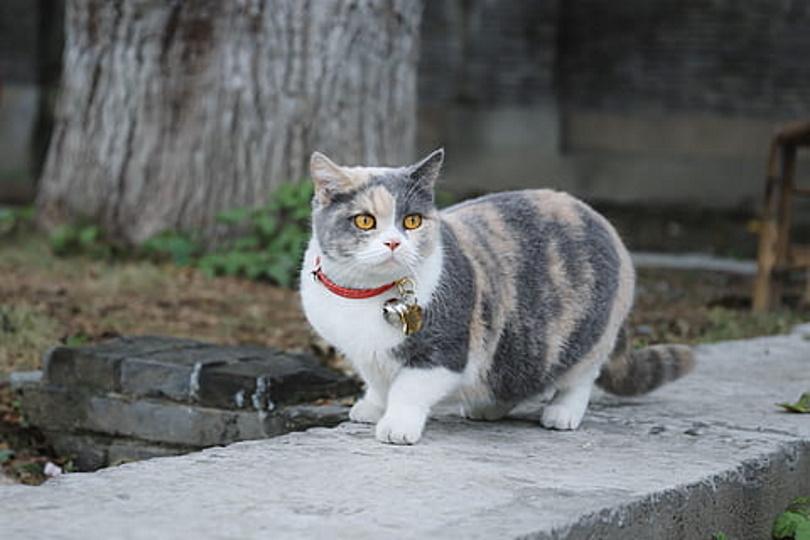 cat collar bell