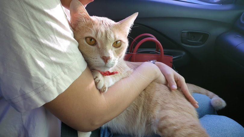 cat cuddling owner