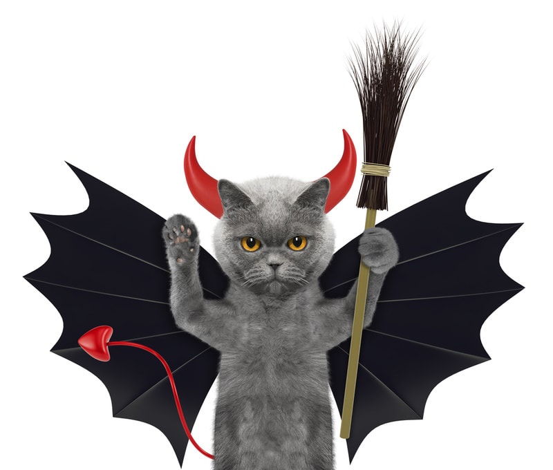 cat devil costume