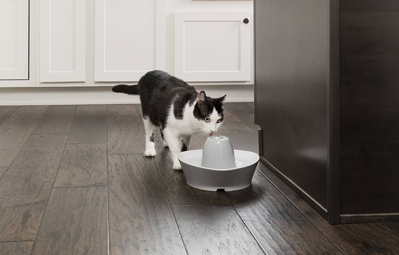 cat drinking from ceramic bowl at home