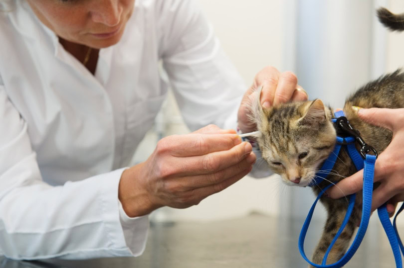 cat ear checked by vet.