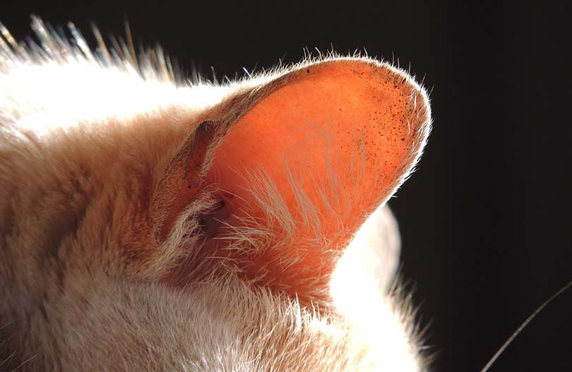 cat ear