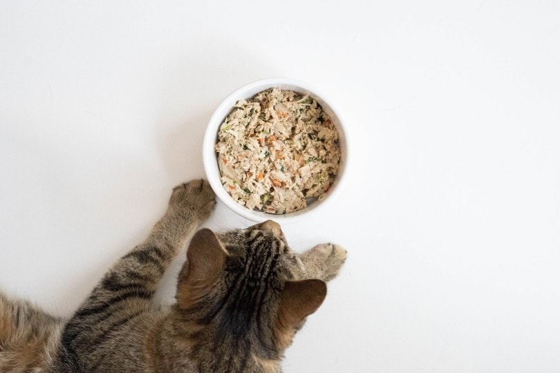 cat-eating-Nom-Nom-Now