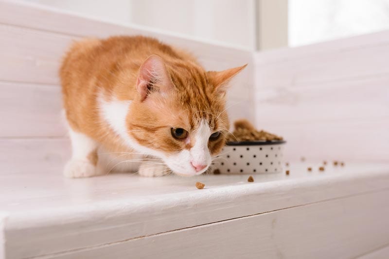 cat eating dry food on the floor