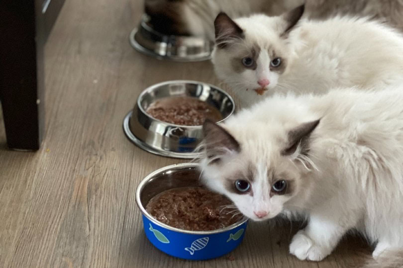 cat eating dry food