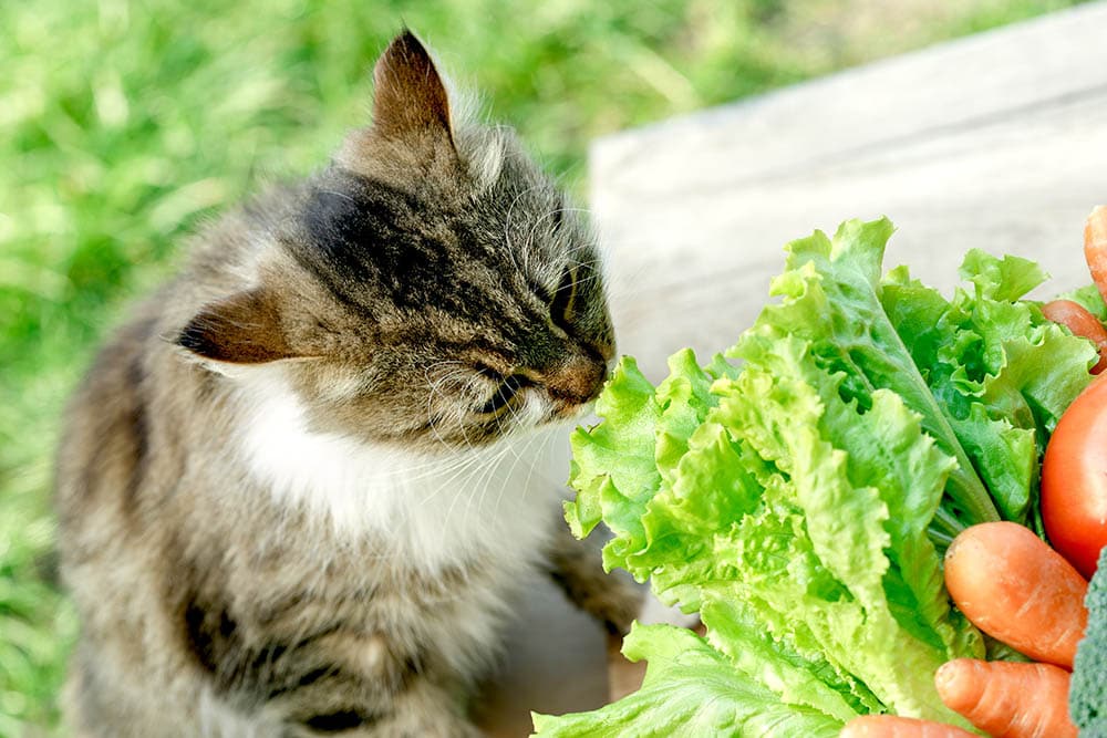 cat eating spinach
