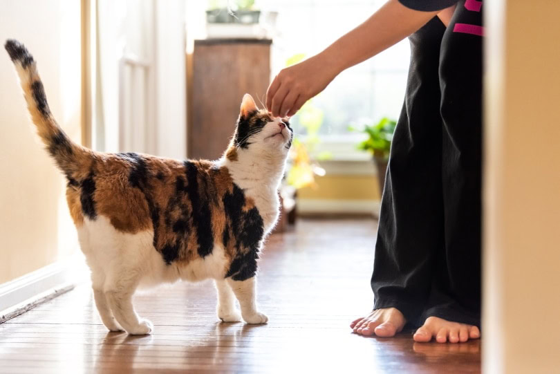 cat eating treat