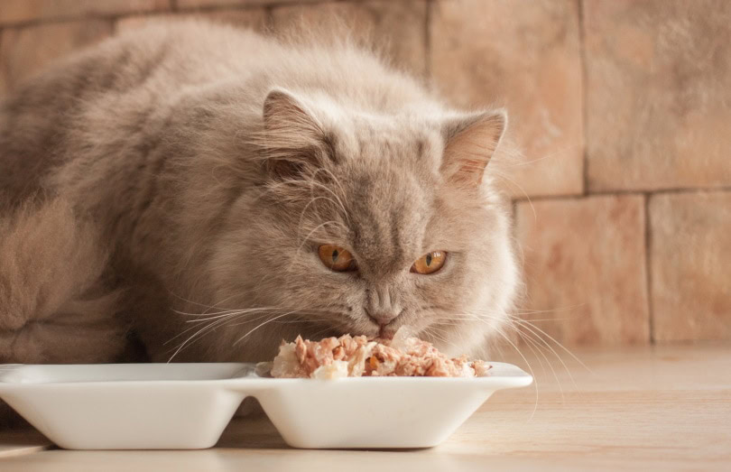 cat eating wet cat food indoor