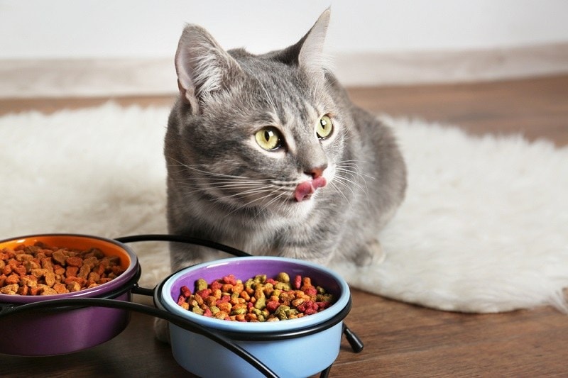 cat eating_Shutterstock_Africa Studio