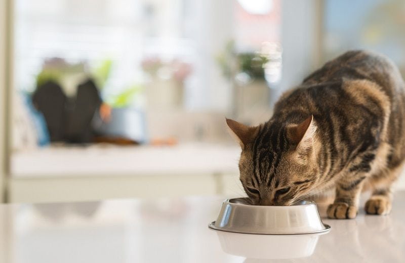 cat eating