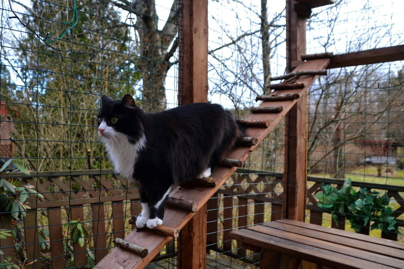 cat enclosure