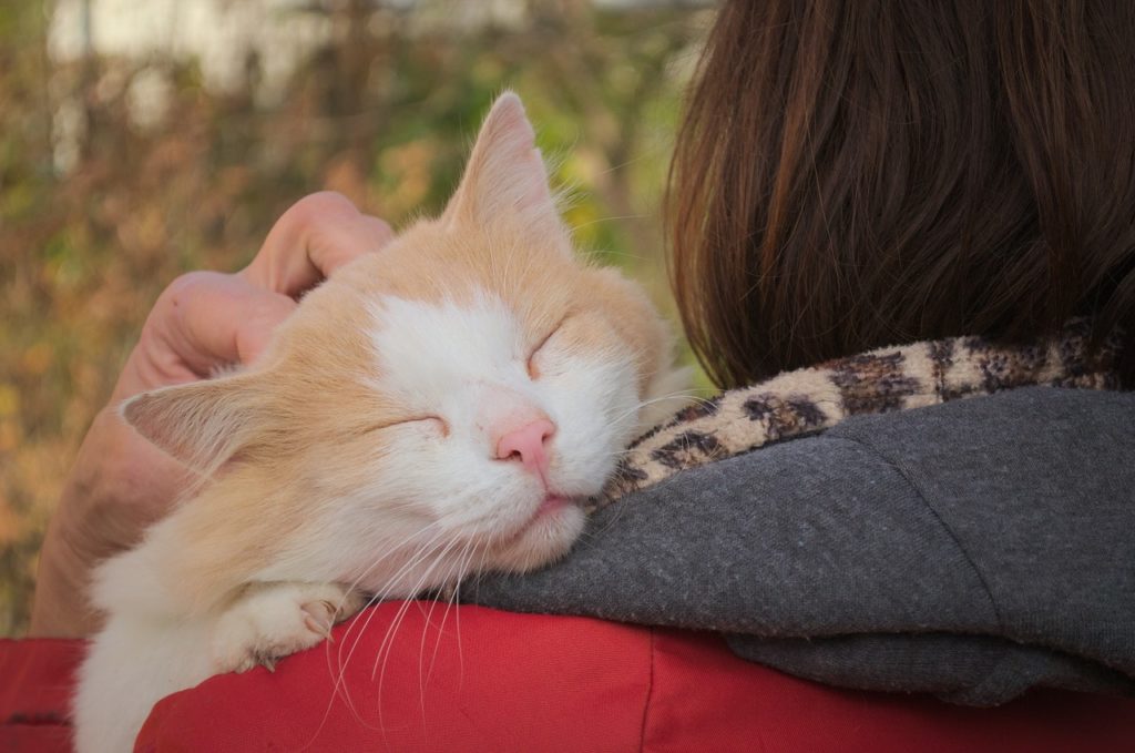 cat enjoying cuddles