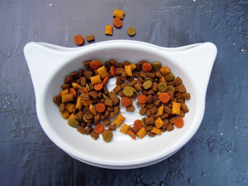 cat food bowl_Pixabay
