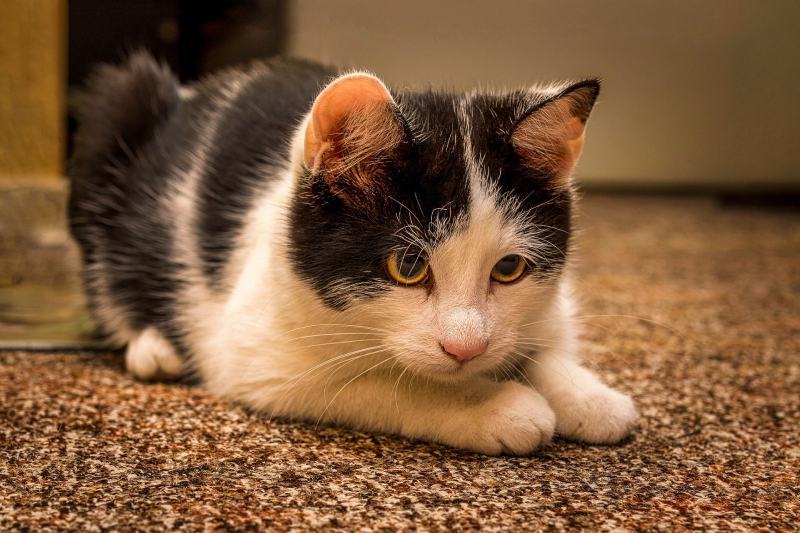 cat getting ready to pounce