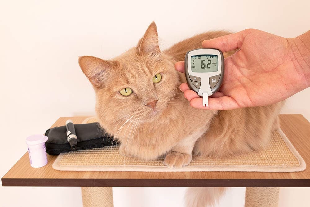 cat glucose monitoring