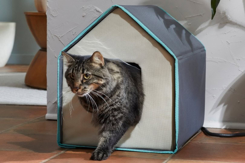cat going out of heated house