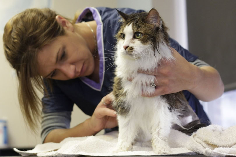 cat grooming_Piqsels