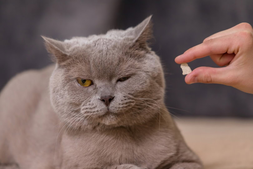 cat refusing a pill or treat