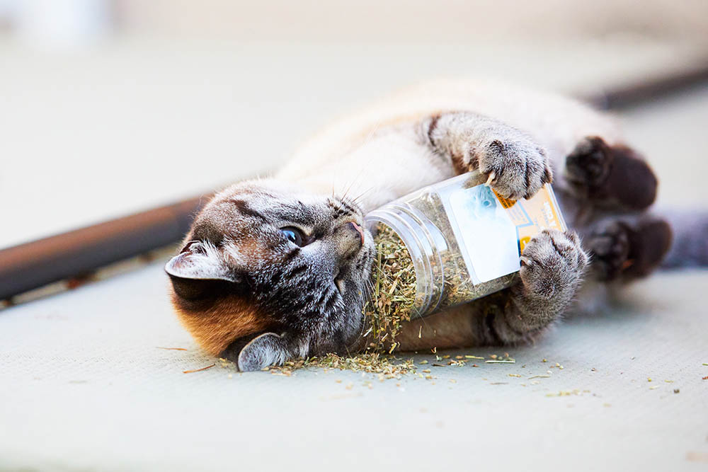 catnip jar cat holding