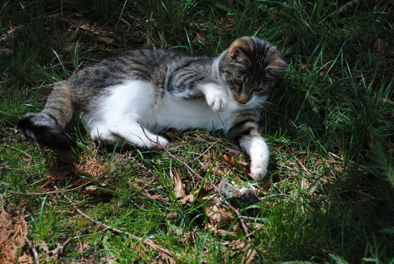 cat hunting mice in the wild