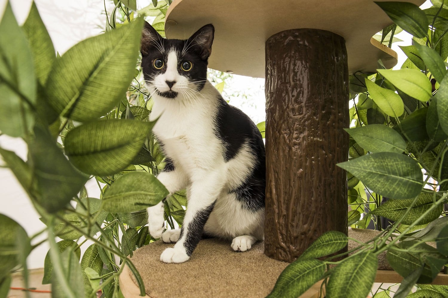 cat in On2Pets 60-in Large Square Modern Cat Tree