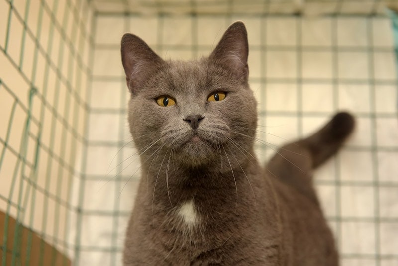 cat-in-a-cage-or-crate_Anna-Krivitskaya_Shutterstock