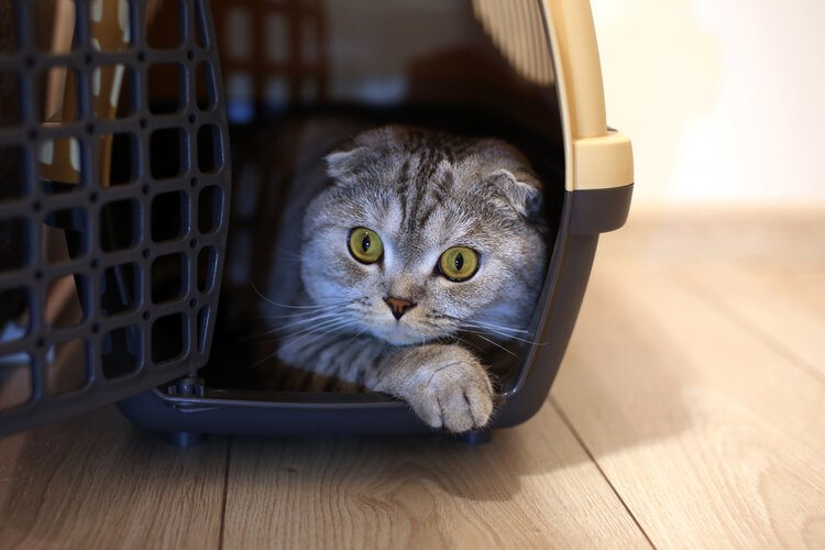 cat-in-carrier