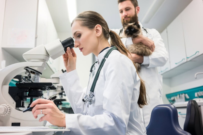 cat in laboratory_