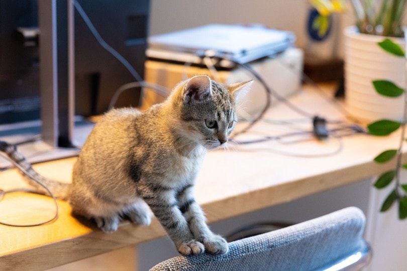 cat in office