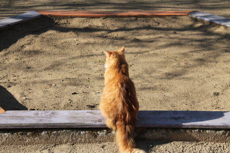 cat-in-sandbox