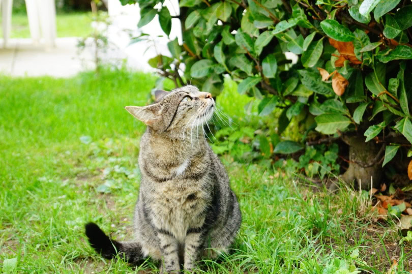 cat in the garden